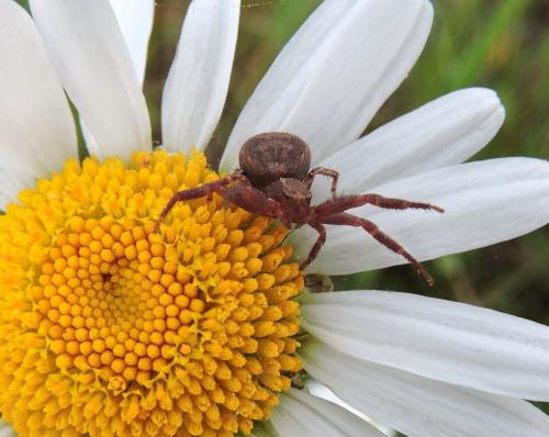 Xysticus sp.